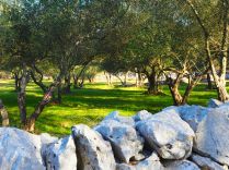 Ancient olive groves in Malinska